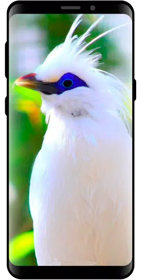 10000 Nature Wallpapers应用截图第0张