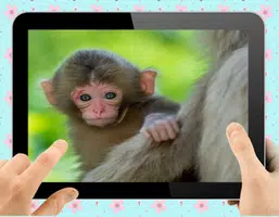 Baby Monkey স্ক্রিনশট 0