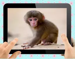 Baby Monkey স্ক্রিনশট 1