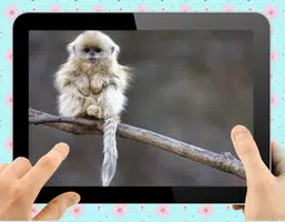 Baby Monkey স্ক্রিনশট 2